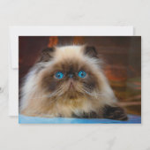 Kutest Baby Animals | Himalayan Cat Bedankkaart (Voorkant)