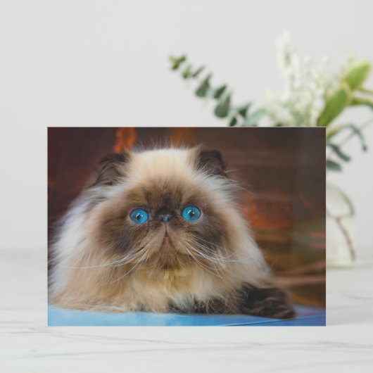 Kutest Baby Animals | Himalayan Cat Bedankkaart (Staand voorkant)
