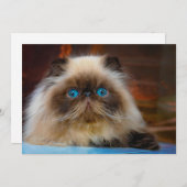 Kutest Baby Animals | Himalayan Cat Bedankkaart (Voorkant / Achterkant)