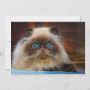 Kutest Baby Animals   Himalayan Cat Bedankkaart