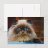 Kutest Baby Animals | Himalayan Cat Briefkaart (Voorkant / Achterkant)