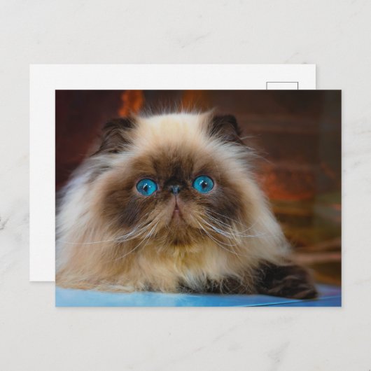 Kutest Baby Animals | Himalayan Cat Briefkaart (Voorkant / Achterkant)