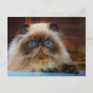 Kutest Baby Animals   Himalayan Cat Briefkaart