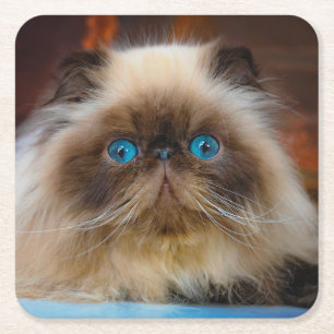 Kutest Baby Animals   Himalayan Cat Kartonnen Onderzetters