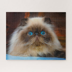 Kutest Baby Animals   Himalayan Cat Legpuzzel