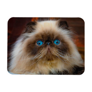 Kutest Baby Animals   Himalayan Cat Magneet