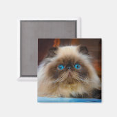 Kutest Baby Animals | Himalayan Cat Magneet (Voorkant / Achterkant)