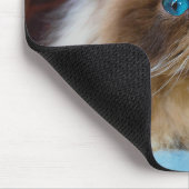 Kutest Baby Animals | Himalayan Cat Muismat (Hoek)