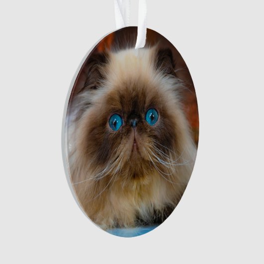 Kutest Baby Animals | Himalayan Cat Ornament (voorkant)
