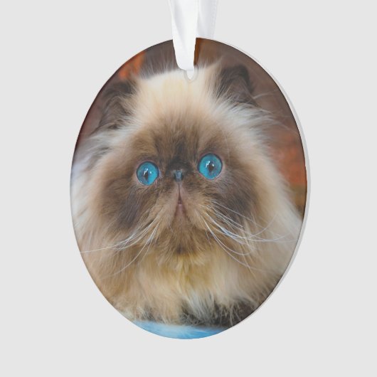 Kutest Baby Animals | Himalayan Cat Ornament (voorkant)