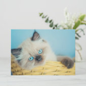 Kutest Baby Animals | Himalayan Seal Point Cat Bedankkaart (Staand voorkant)