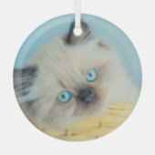 Kutest Baby Animals | Himalayan Seal Point Cat Glas Ornament (Voorkant)