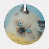 Kutest Baby Animals | Himalayan Seal Point Cat Glas Ornament (Achterkant)