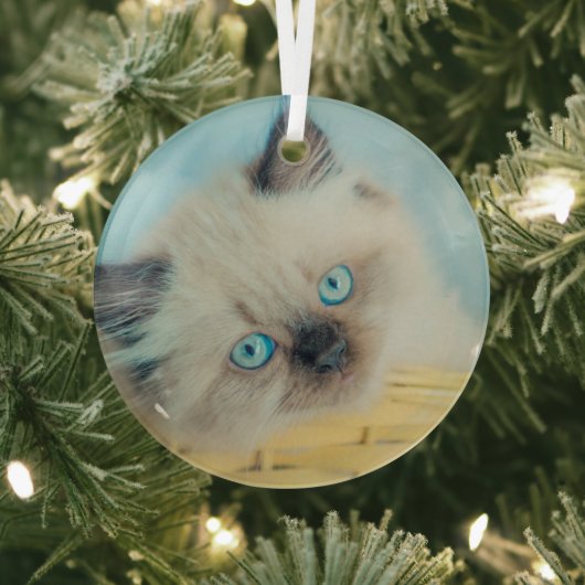 Kutest Baby Animals | Himalayan Seal Point Cat Glas Ornament (Insitu)