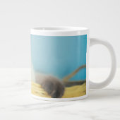 Kutest Baby Animals | Himalayan Seal Point Cat Grote Koffiekop (Rechts)