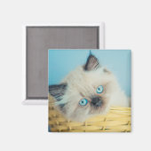 Kutest Baby Animals | Himalayan Seal Point Cat Magneet (Voorkant / Achterkant)