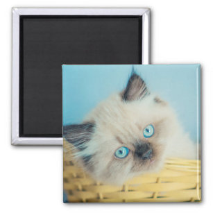 Kutest Baby Animals   Himalayan Seal Point Cat Magneet