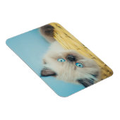 Kutest Baby Animals | Himalayan Seal Point Cat Magneet (Rechterzijde)