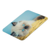 Kutest Baby Animals | Himalayan Seal Point Cat Magneet (Linkerzijde)