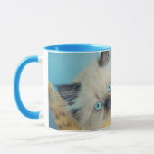 Kutest Baby Animals | Himalayan Seal Point Cat Mok (Links)