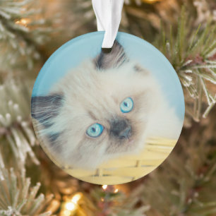 Kutest Baby Animals   Himalayan Seal Point Cat Ornament