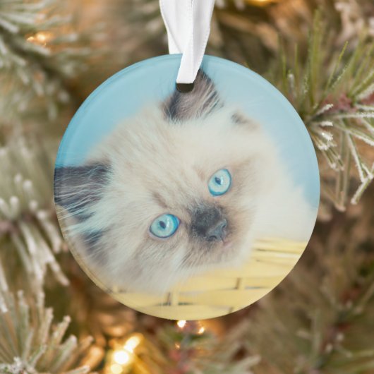 Kutest Baby Animals | Himalayan Seal Point Cat Ornament (Boom)
