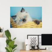 Kutest Baby Animals | Himalayan Seal Point Cat Poster (Thuiskantoor)