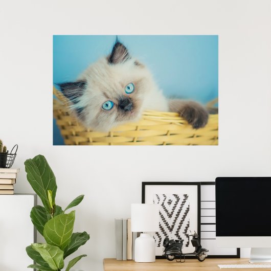 Kutest Baby Animals | Himalayan Seal Point Cat Poster (Thuiskantoor)