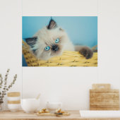 Kutest Baby Animals | Himalayan Seal Point Cat Poster (Keuken)