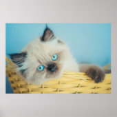 Kutest Baby Animals | Himalayan Seal Point Cat Poster (Voorkant)
