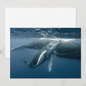Kutest Baby Animals | Humpback Whale Calf Bedankkaart (Voorkant / Achterkant)