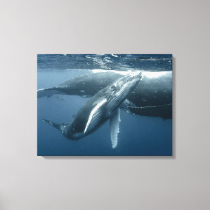 Kutest Baby Animals   Humpback Whale Calf Canvas Afdruk