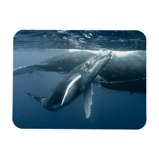 Kutest Baby Animals | Humpback Whale Calf Magneet (Horizontaal)