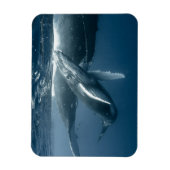 Kutest Baby Animals | Humpback Whale Calf Magneet (Verticaal)