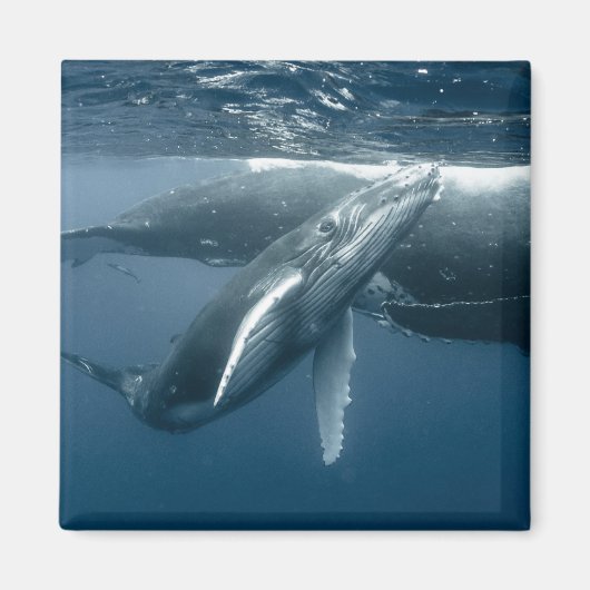 Kutest Baby Animals | Humpback Whale Calf Magneet (Voorkant)