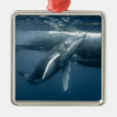 Kutest Baby Animals | Humpback Whale Calf Metalen Ornament (Voorkant)