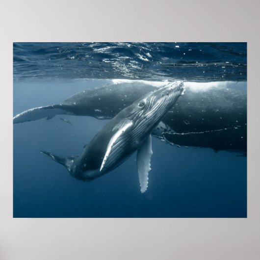 Kutest Baby Animals | Humpback Whale Calf Poster (Voorkant)