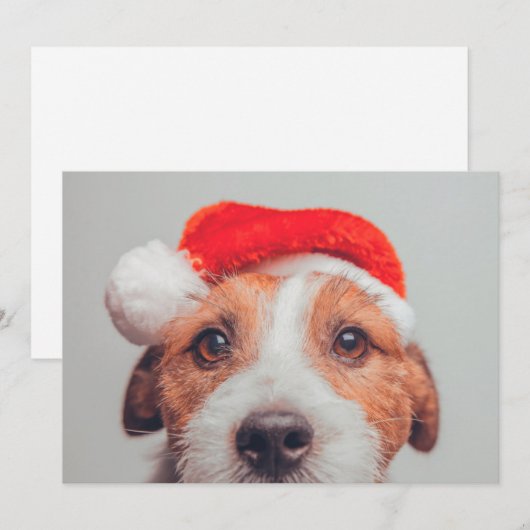 Kutest Baby Animals | Jack Russell Dog Santa Claus Bedankkaart (Voorkant / Achterkant)