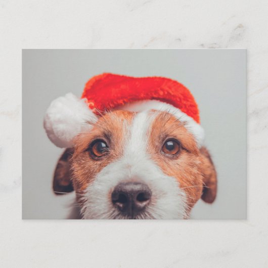 Kutest Baby Animals | Jack Russell Dog Santa Claus Briefkaart (Voorkant)