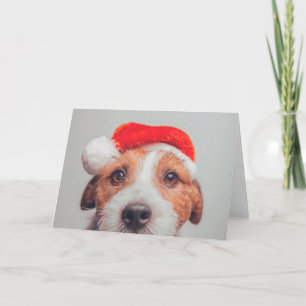 Kutest Baby Animals   Jack Russell Dog Santa Claus Kaart