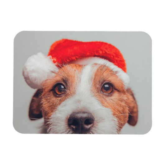 Kutest Baby Animals | Jack Russell Dog Santa Claus Magneet (Horizontaal)