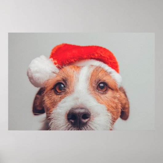 Kutest Baby Animals | Jack Russell Dog Santa Claus Poster (Voorkant)