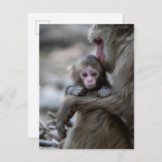 Kutest Baby Animals | Japanse aap en Baby Briefkaart (Voorkant / Achterkant)