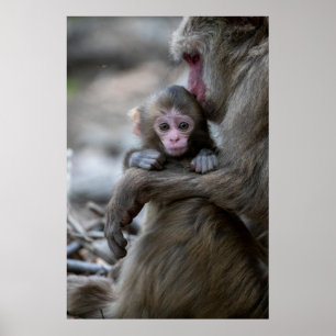 Kutest Baby Animals Japanse aap en Baby Poster