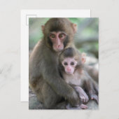 Kutest Baby Animals | Japanse apen Briefkaart (Voorkant / Achterkant)