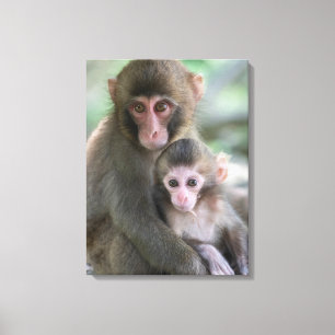Kutest Baby Animals   Japanse apen Canvas Afdruk
