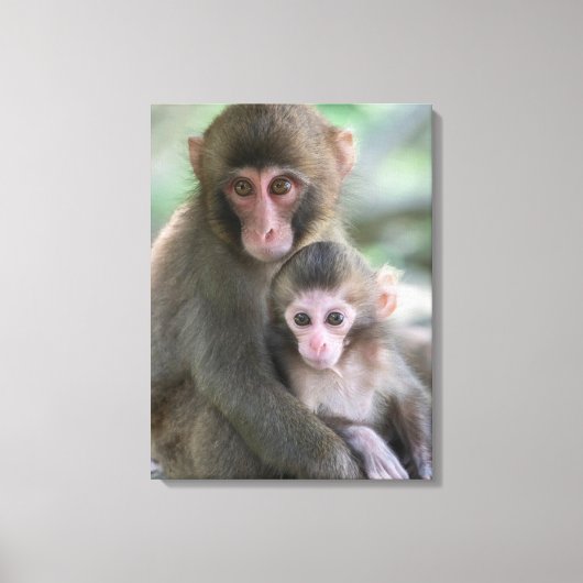Kutest Baby Animals | Japanse apen Canvas Afdruk (Voorkant)