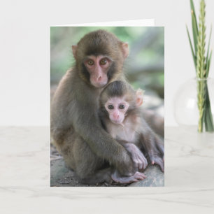 Kutest Baby Animals   Japanse apen Kaart
