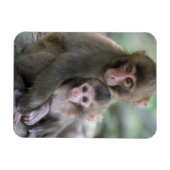 Kutest Baby Animals | Japanse apen Magneet (Horizontaal)