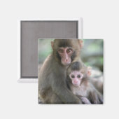 Kutest Baby Animals | Japanse apen Magneet (Voorkant / Achterkant)